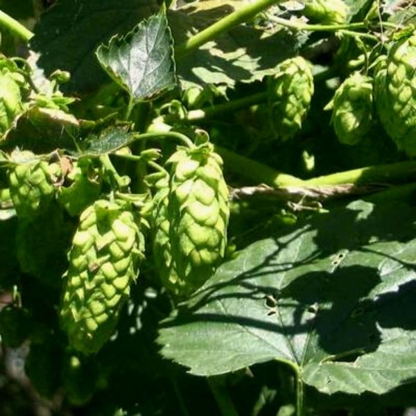 Cascade Hop