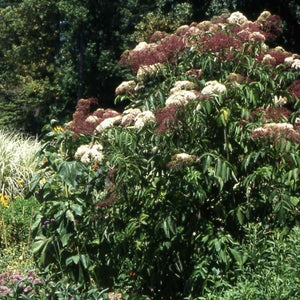 Adams Elderberry Bush - Nature Hills Nursery - #3 Container - 