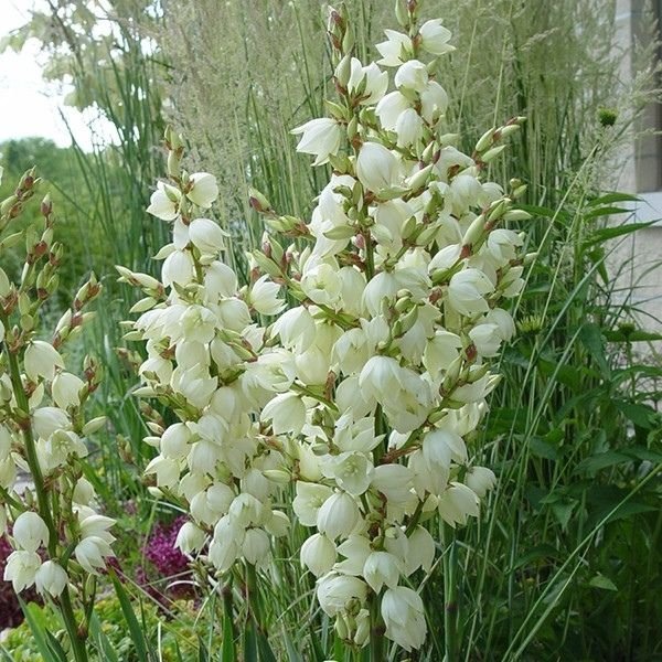 adams succulent corn Adam's Needle Yucca
