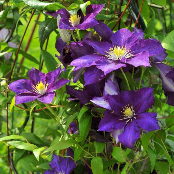 Rhapsody Clematis