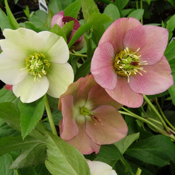 Royal Heritage Strain Lenten Rose