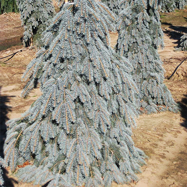 Weeping Colorado Blue Spruce