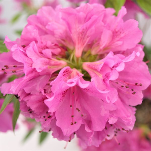 Herbert Rhododendron