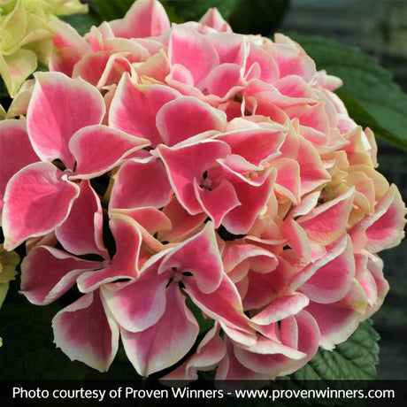 Edgy&reg; Hearts Hydrangea