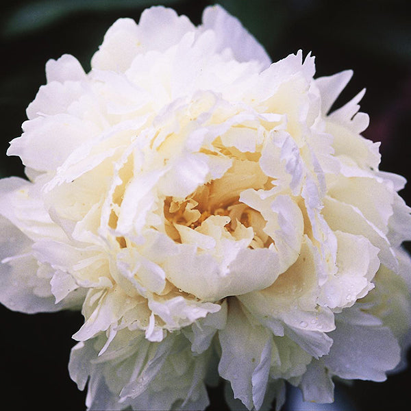 Bowl of Cream Peony