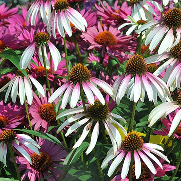 Pretty Parasol Gray Coneflower