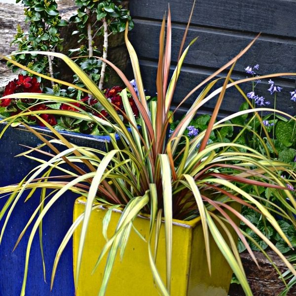 Cha Cha Cordyline