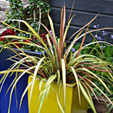 Cha Cha Cordyline