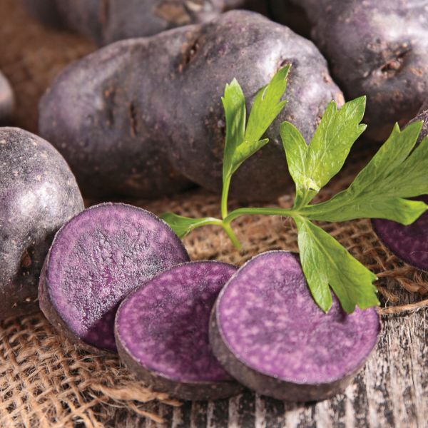 Adirondack Blue Potato - Nature Hills Nursery - 12 Pack Bareroot - 