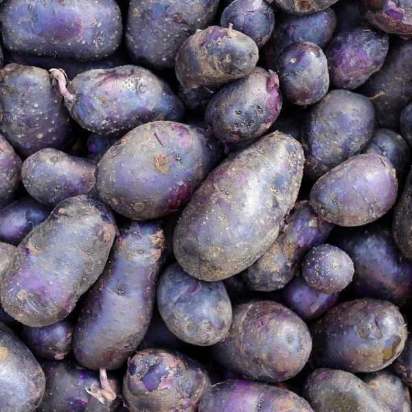 Adirondack Blue Potato - Nature Hills Nursery - 12 Pack Bareroot - 