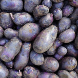 Adirondack Blue Potato - Nature Hills Nursery - 12 Pack Bareroot - 