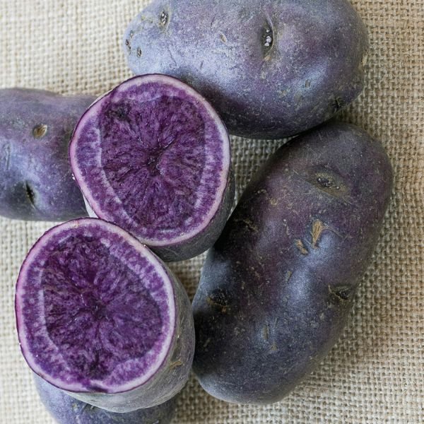 Adirondack Blue Potato - Nature Hills Nursery - 12 Pack Bareroot - 