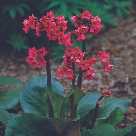 Winter Glow Bergenia