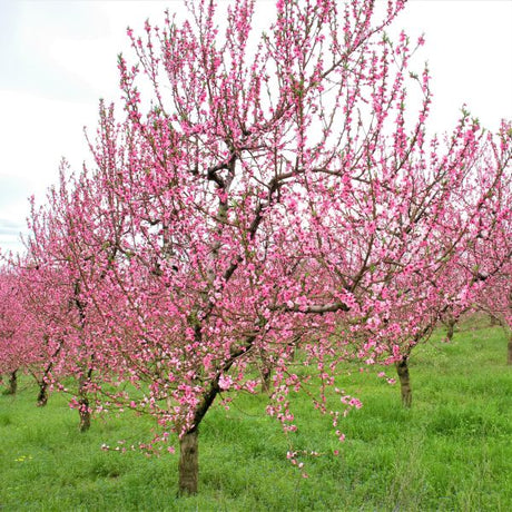 Elberta Peach Tree