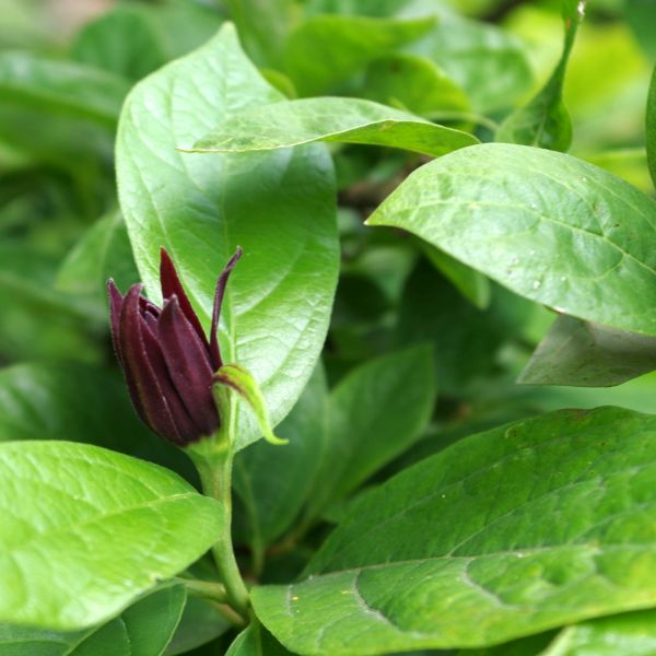 Sweetshrub