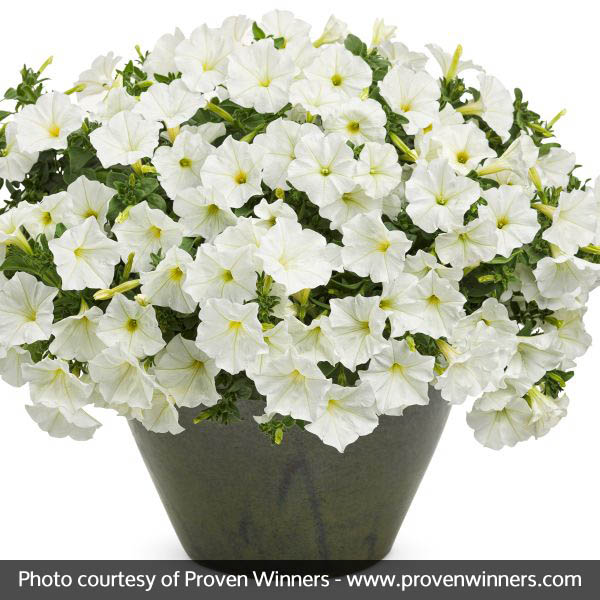 Supertunia&reg; White Petunia