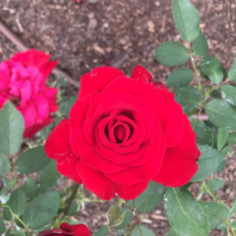 Opening Night&trade; Hybrid Tea Rose