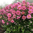 Fall in Love® Sweetly Japanese Anemone