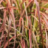 Graceful Grasses® Fireworks Pennisetum Grass