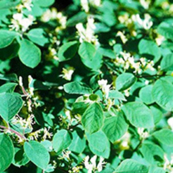 Clavey's Dwarf Honeysuckle