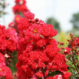 Red Crape Myrtle Shrub