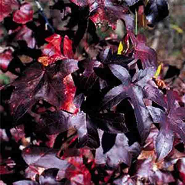 Burgundy Blush Sweetgum