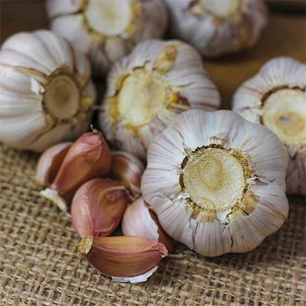 Killarney Red Hardneck Garlic