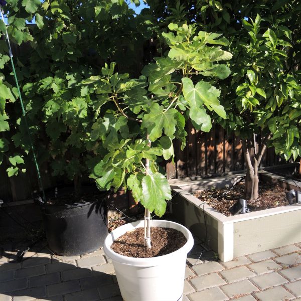 Black Jack Fig Tree