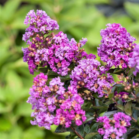 First Editions&reg; Purple Magic Crape Myrtle