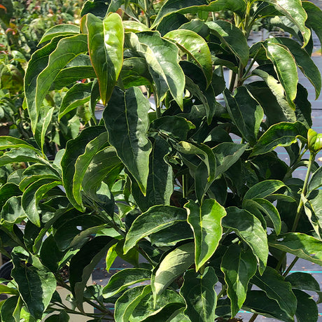 Red Pygmy&reg; Dogwood