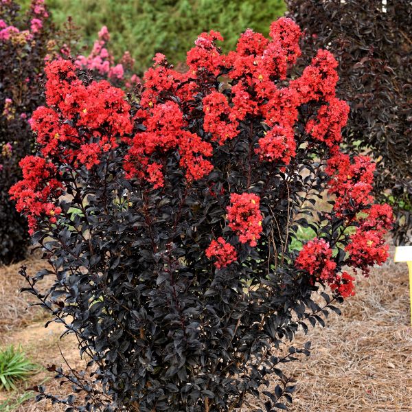 First Editions&reg; Sunset Magic&trade; Crape Myrtle