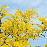 Imperial Honeylocust