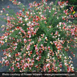 Proven Winner? Color Choice? Sister Rosie? Scotch Broom