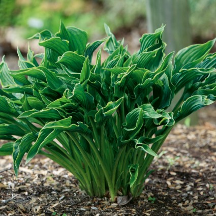 Praying Hands Hosta