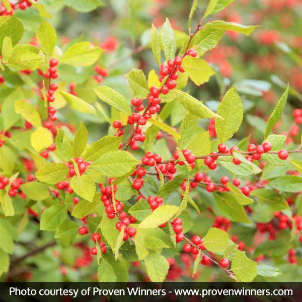 Berry Heavy&reg; Winterberry Holly