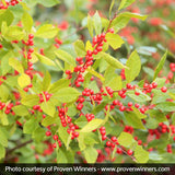 Berry Heavy&reg; Winterberry Holly