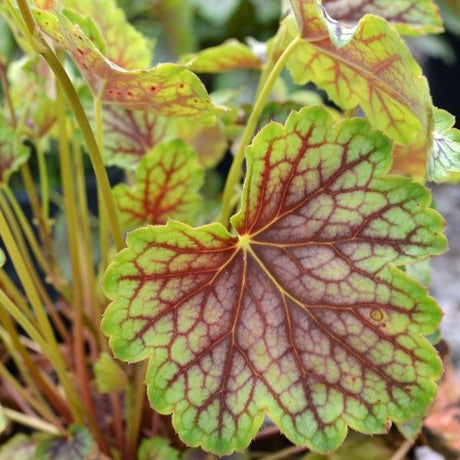 Green Spice Coral Bells