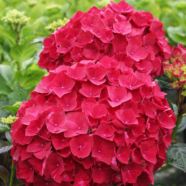 Magical&reg; Ruby Red Hydrangea