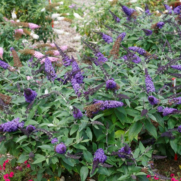 Pugster Blue&reg; Butterfly Bush