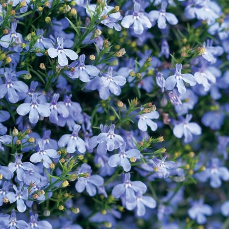 Laguna Sky Blue Lobelia