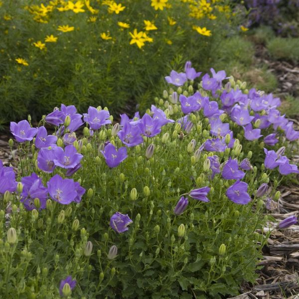 Blue Clips Bellflower