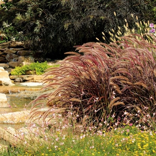 Purple Fountain Grass