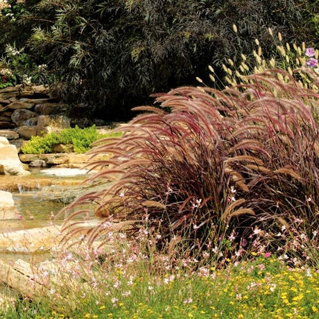 Purple Fountain Grass