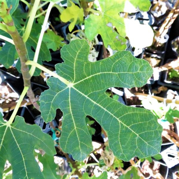 Brown Turkey Fig Tree