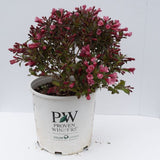 Fine Wine&reg; Weigela