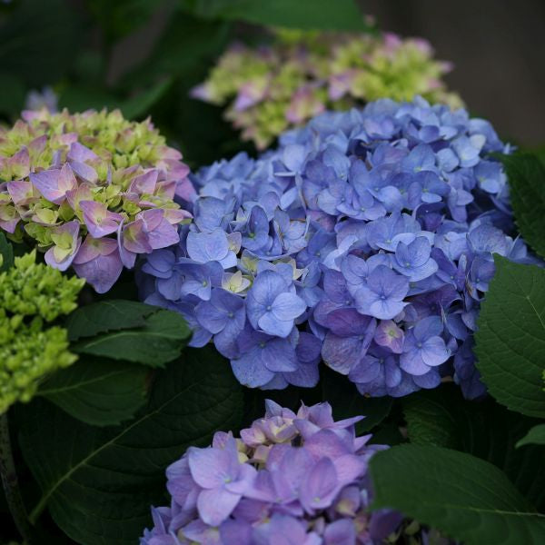 Let's Dance&reg; Rhythmic Blue&trade; Reblooming Hydrangea