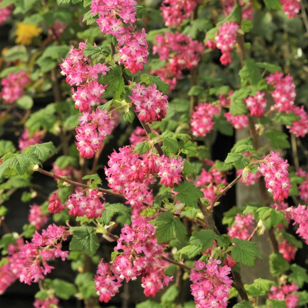 Pink Flowering Currant Bush