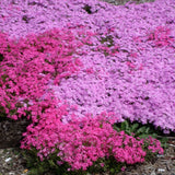 Phlox Emerald Pink