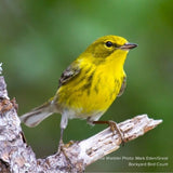 Audubon&reg; Native Prairie Willow