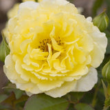 Easy Elegance&reg; Yellow Submarine Rose